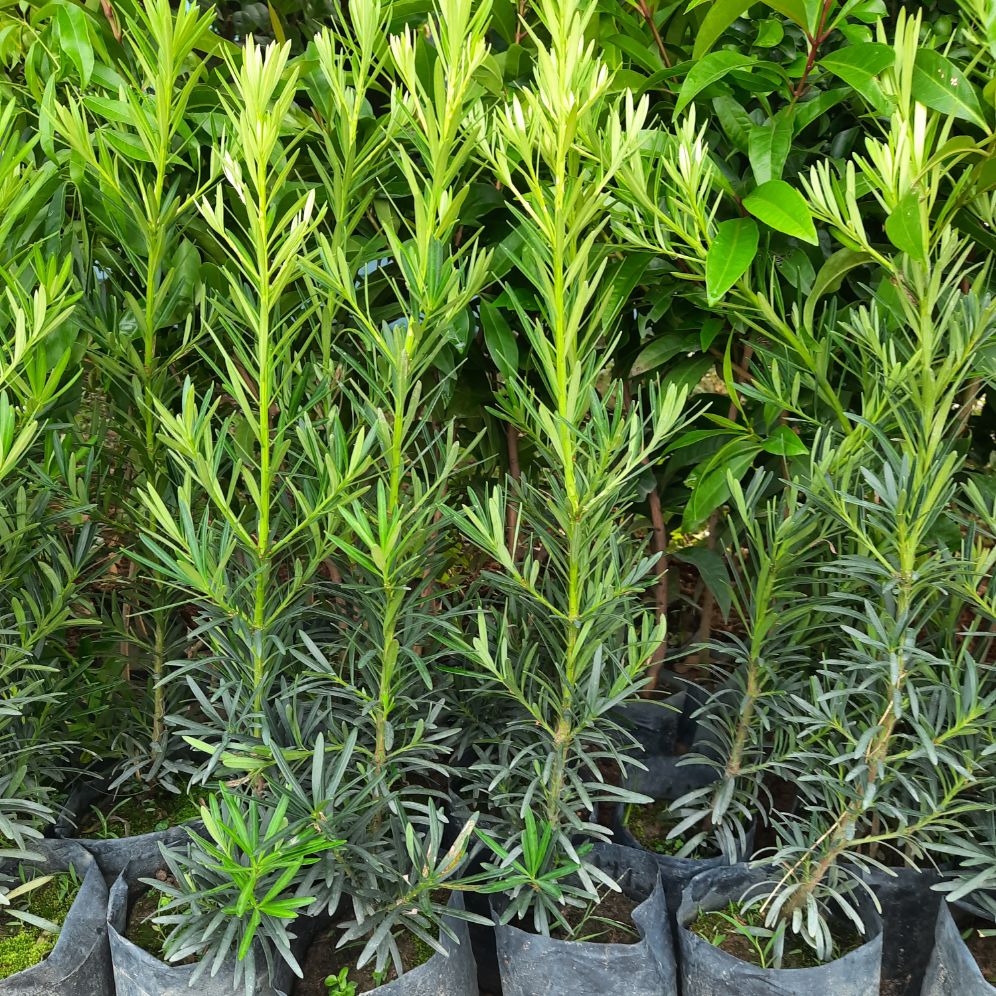 Cây tùng La Hán cao 60-70cm