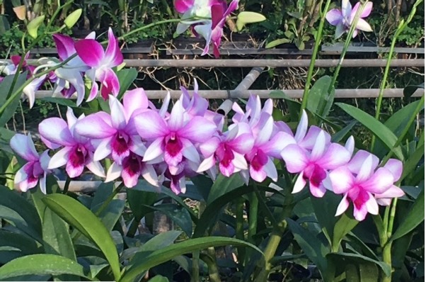 Lan Dendro nắng xưa Alba Lai