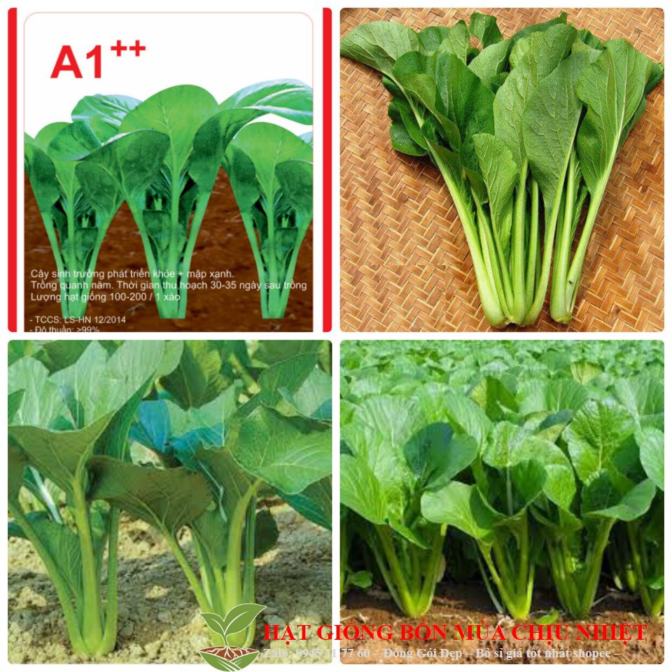 Gói 100 hạt giống cải ngọt