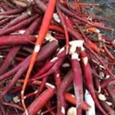 500g Sâm Cau Tây Bắc khô bổ thân tráng dương