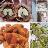 Combo 1 - Hạt óc chó Jumbo còn vỏ Hartley California 500g & Hạnh nhân rang bơ California 500g
