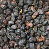 Hạt dổi nếp loại thượng hạng