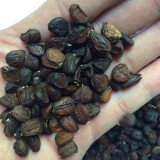 Hạt dổi nếp rừng dùng thử (10 hạt)