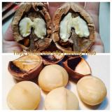 Hạt mắc ca Macadamia nứt vỏ 500g & Hạt óc chó Jumbo còn vỏ Hartley California 500g