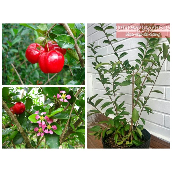 Cây giống sơri