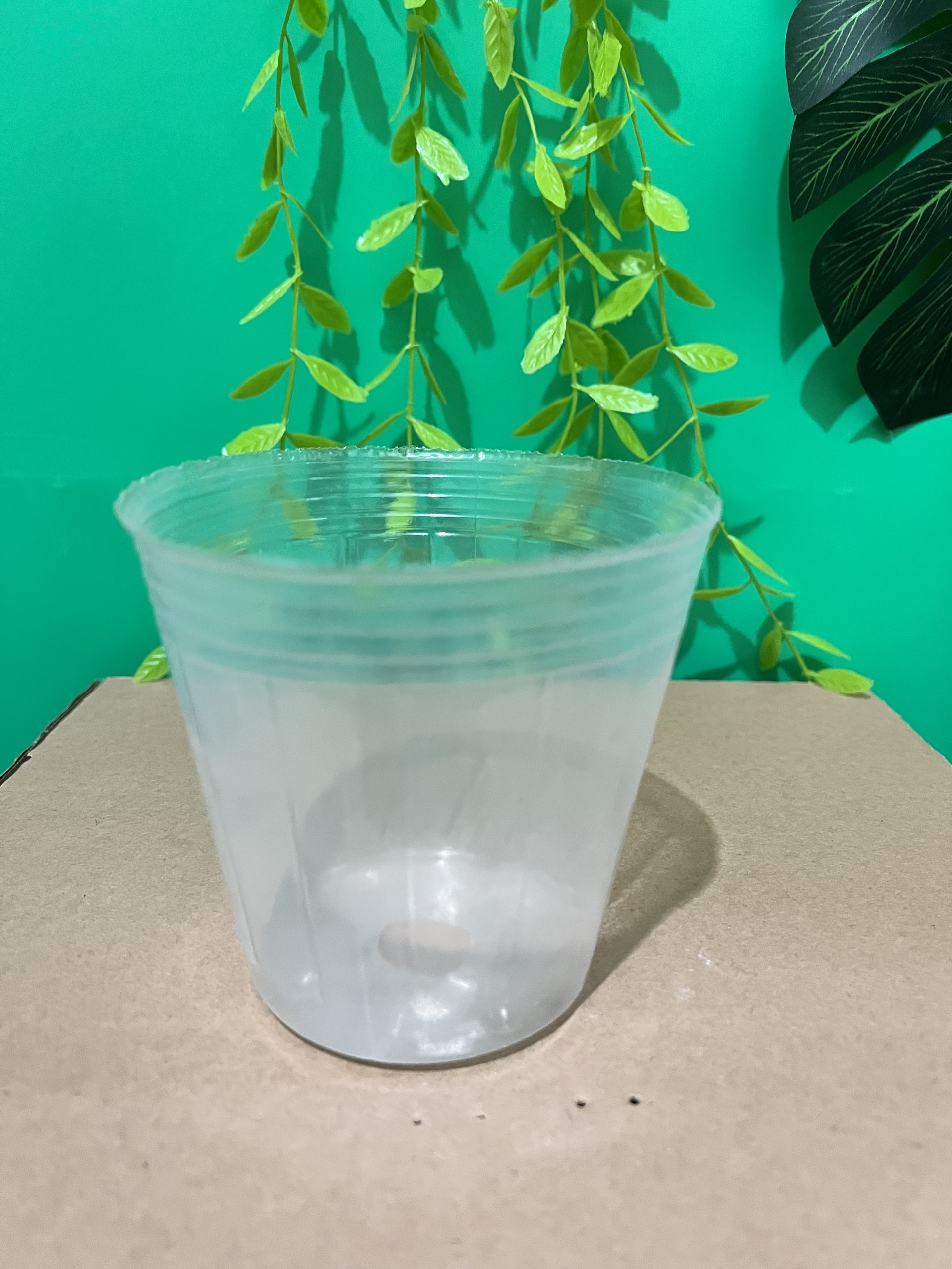 10 chậu ươm cây bầu trắng ươm cây giống trồng lan giống