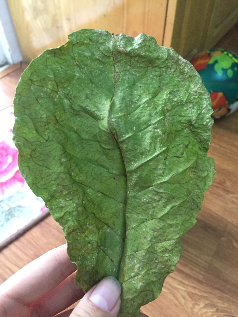 [Hoàn Tiền 15%] [PHƠI NẮNG TỰ NHIÊN - 100g 50 lá] 100g lá bàng khô giành cho bể cá cảnh: la hán, cá rồng, cá đĩa..