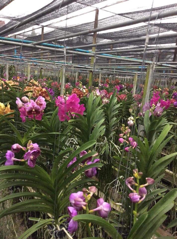 Lưới che nắng đài loan 3m x 6m