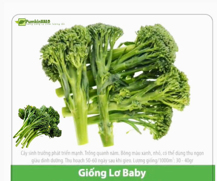 [HCM]Hạt Giống Lơ Baby Ăn Non -gói 05gram hàng công ty chất lượng cao