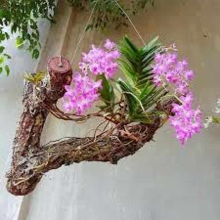 1 CÂY Lan rừng QUẾ TÍM