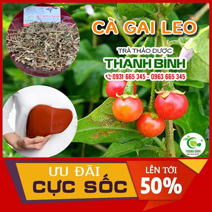 Cà gai leo khô 500g hàng sạch thơm loại 1 - ddược liệu thanh bình