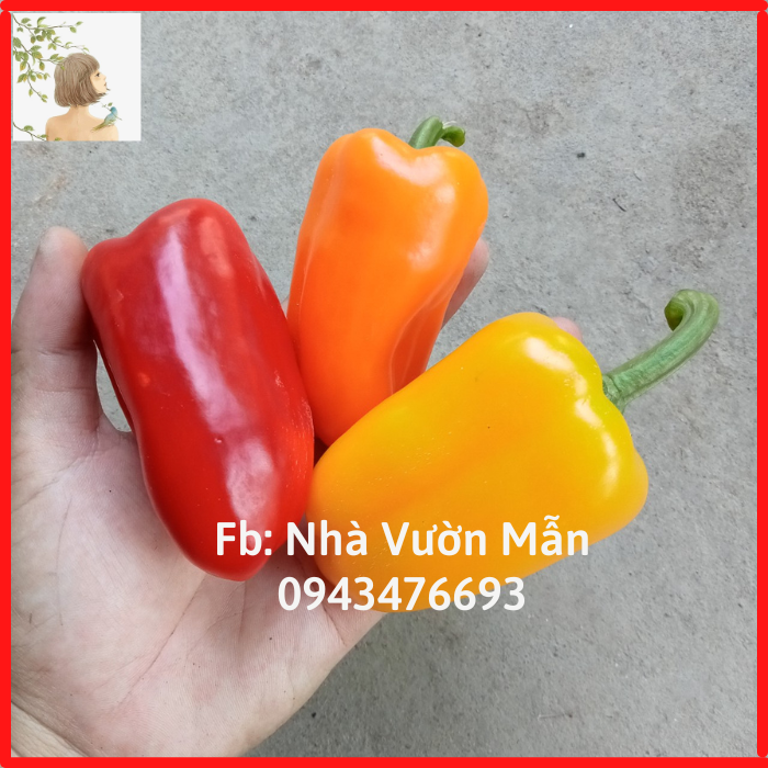 Combo 20 hạt giống ớt chuông baby đủ màu