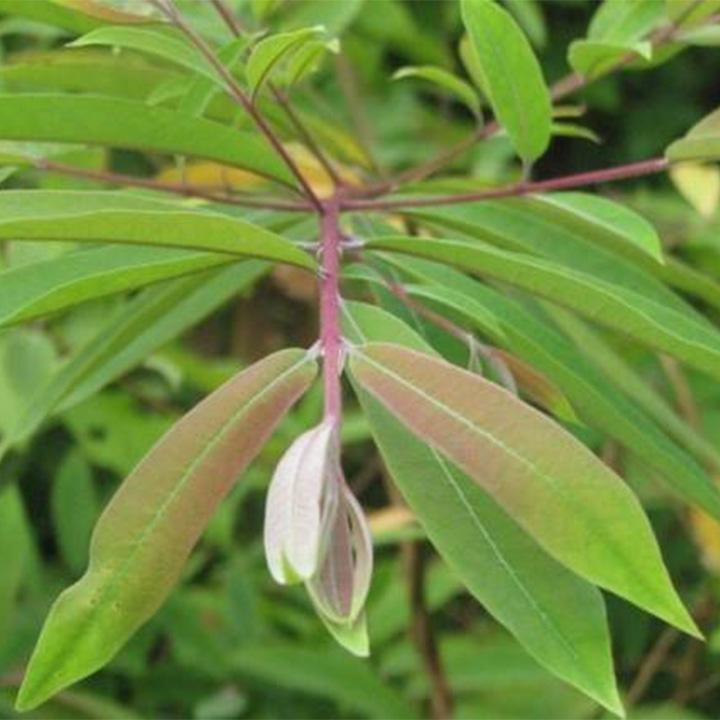 cây đỏ ngọn khô 1kg