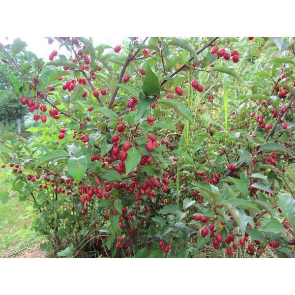 Cây giống nhót ngọt mỹ - FREE SHIP TỪ 50K