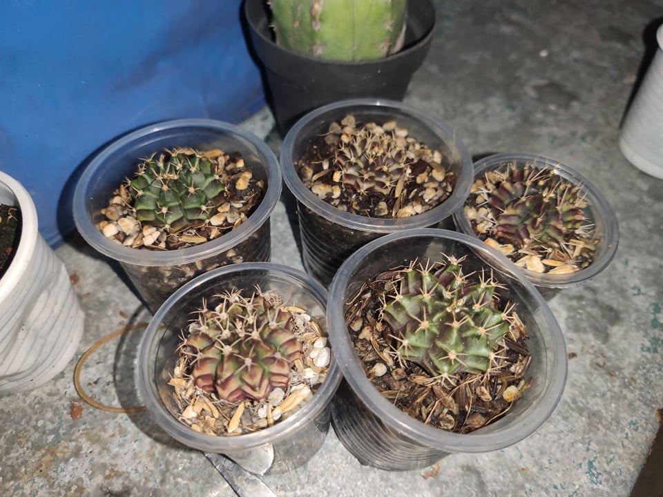 Xương rồng gấm kali