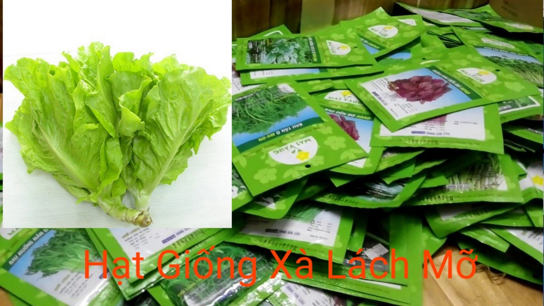 Hạt Giống Xà Lách Mỡ