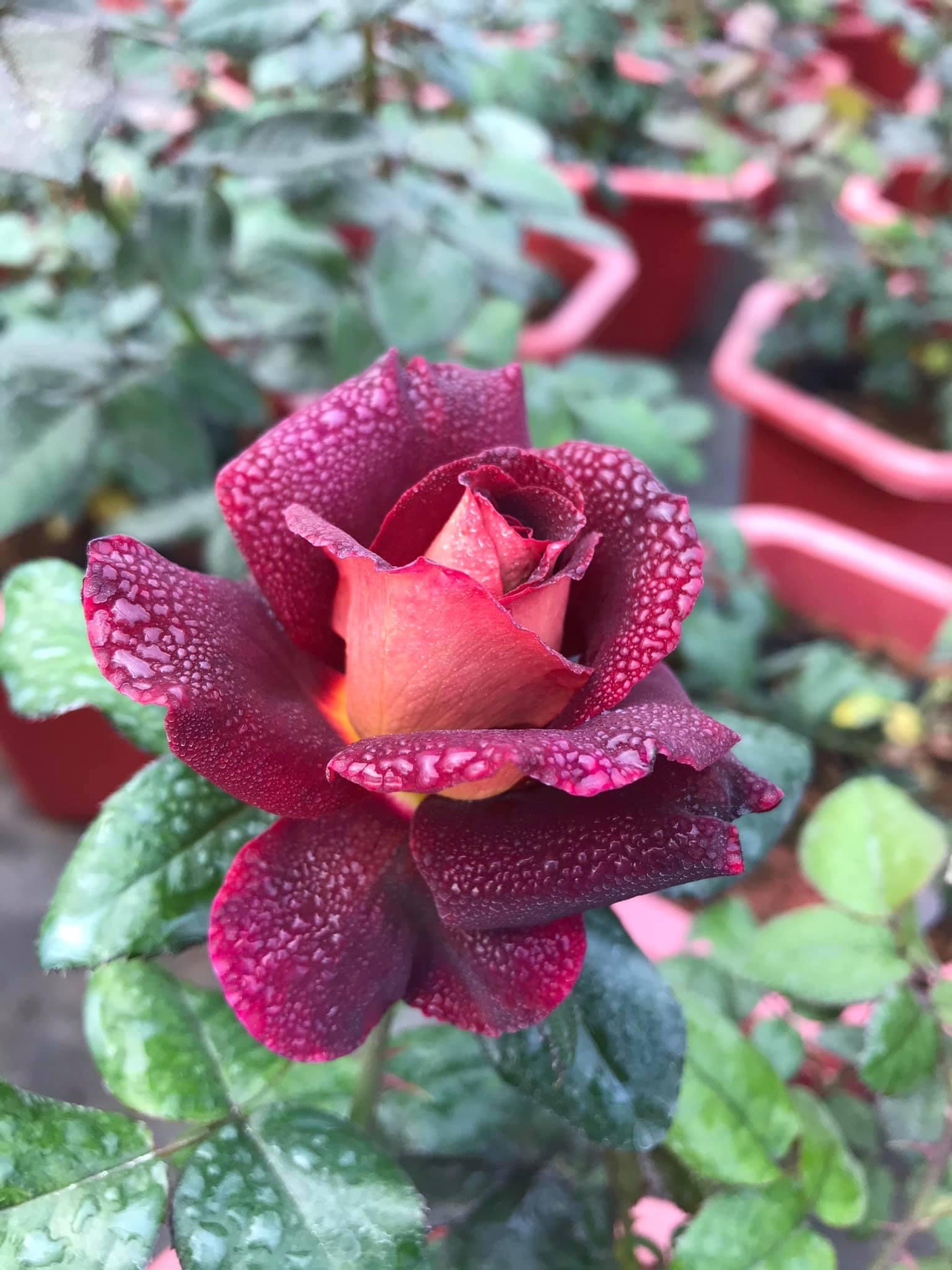 [HCM]Hoa hồng ngoại Dark Night Rose