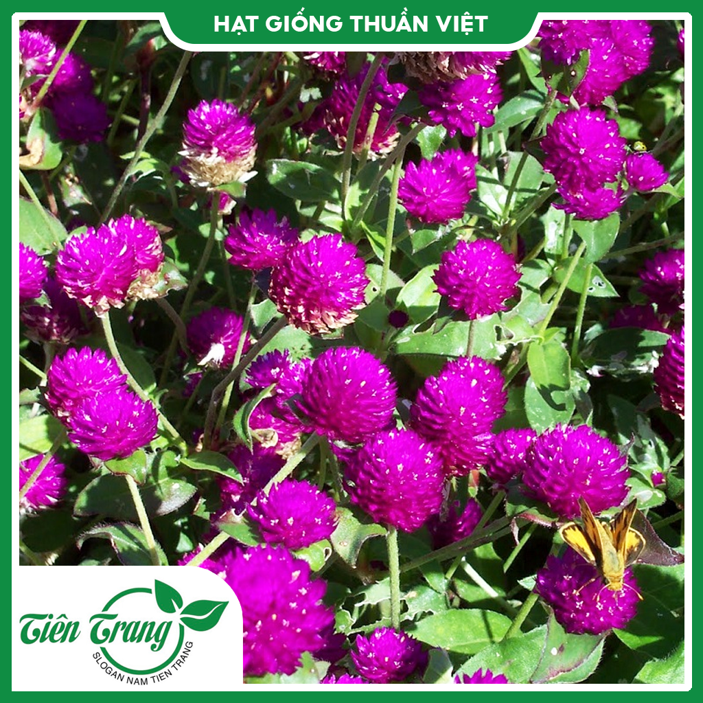 Hạt giống hoa cúc nút áo tn