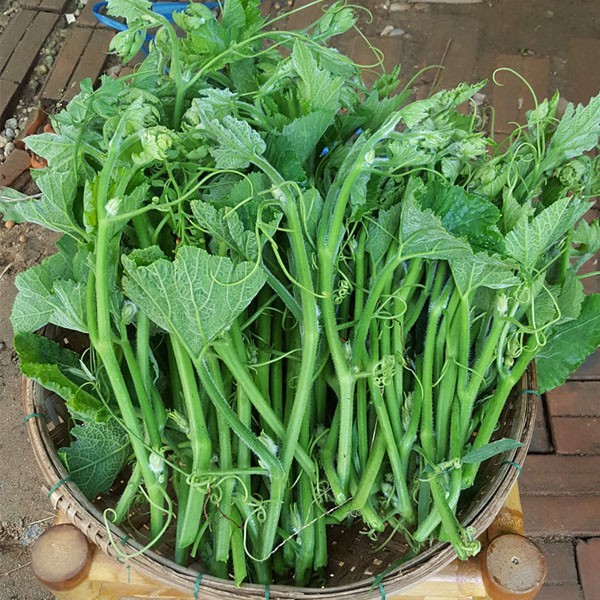 Hạt giống Bí Siêu Đọt và bông