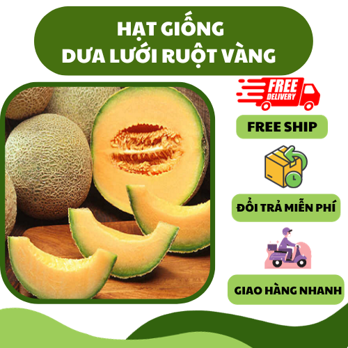 Hạt giống dưa lưới ruột vàng - thơm ngon, nhiều vitamin, dễ trồng