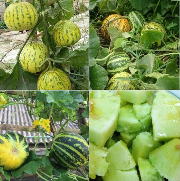 Hạt Giống Dưa Bở Thơm siêu trái-gói 30 hạt