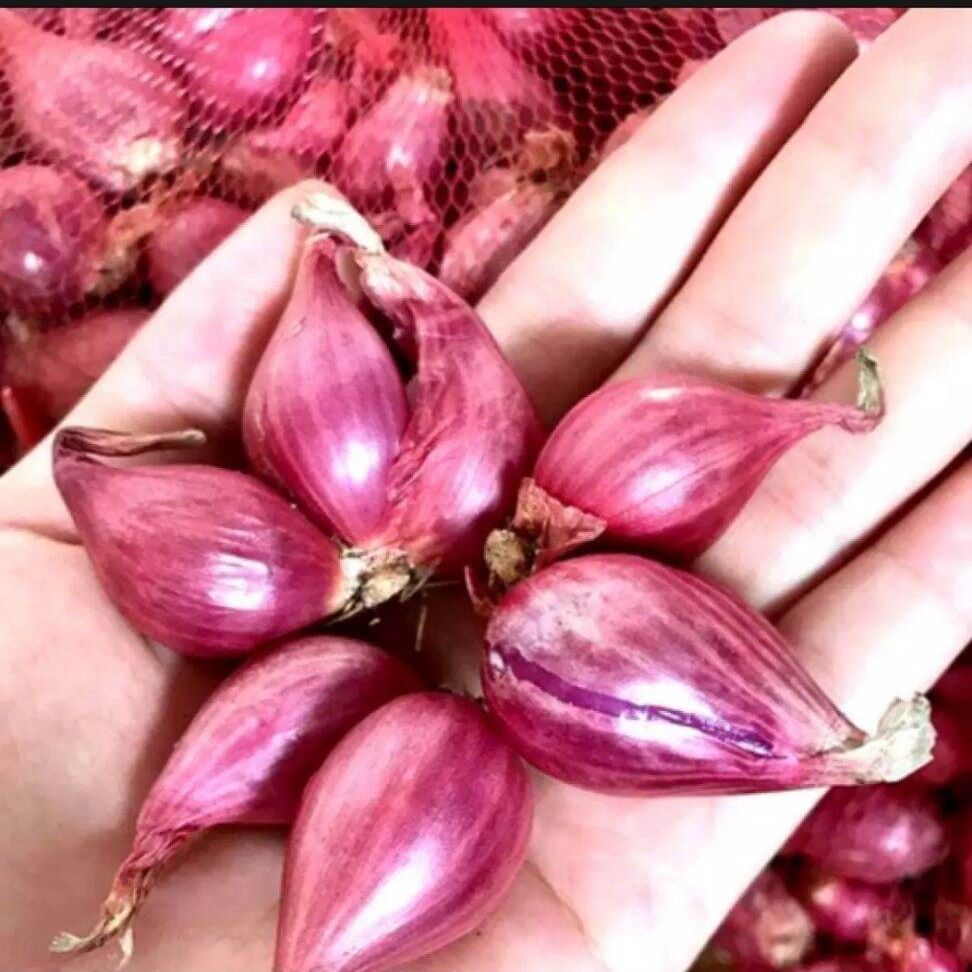 Hành tím lý sơn