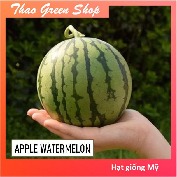 Hạt giống dưa hấu trái táo baby (Apple WaterMelon ) 20 hạt