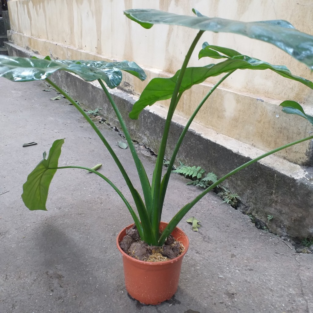 Cây ráy môn cảnh lá siêu to 366lz