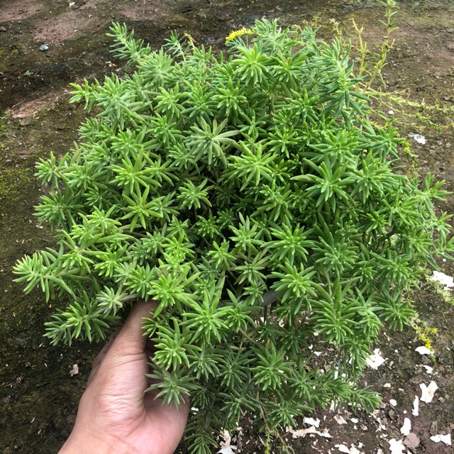 Cây Sao Băng Trồng Chậu Trắng Cành Lá Xum Xuê To Đẹp Thích Hợp Trang Trí Ban Công