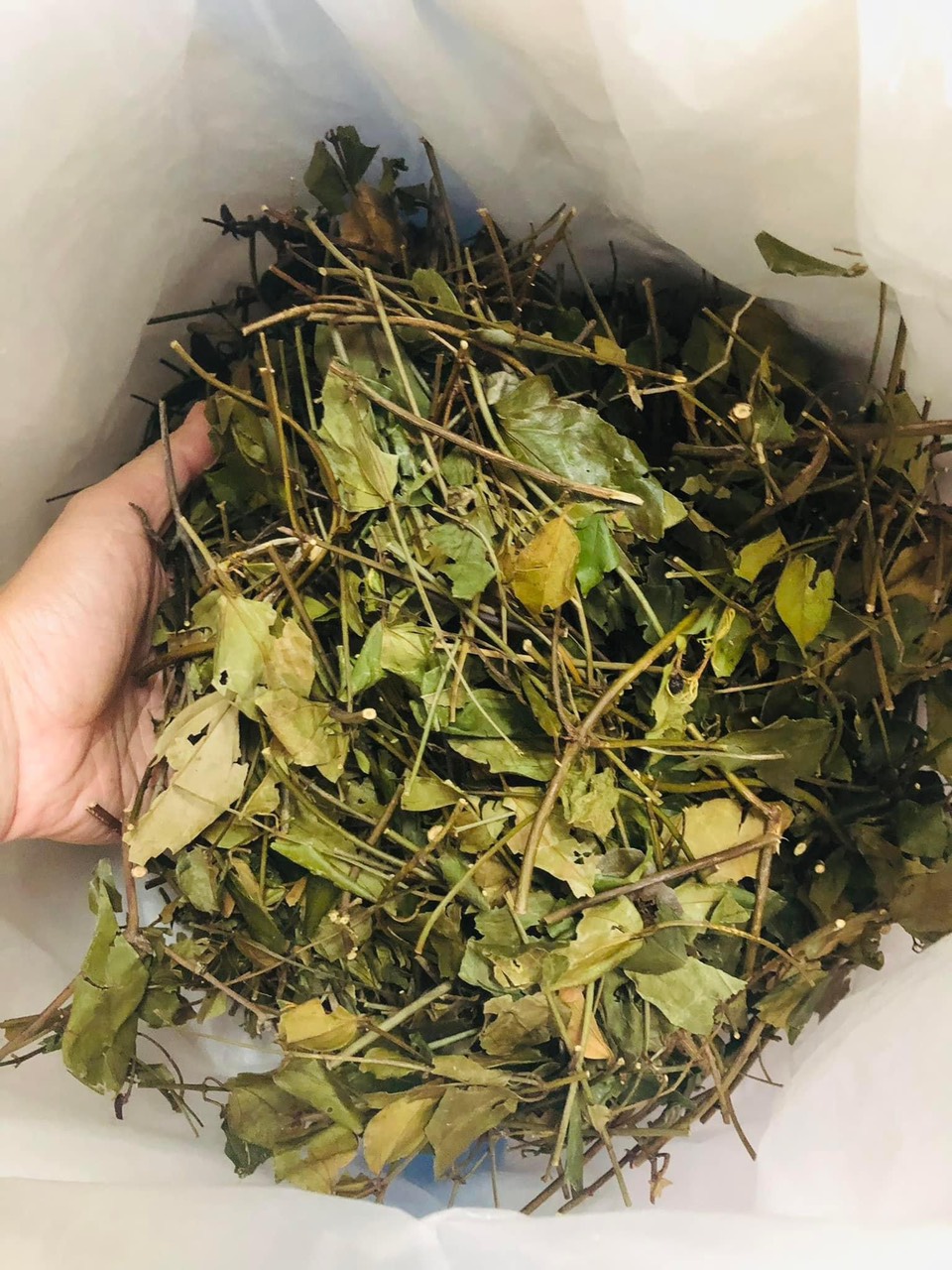 Chè vằng lợi sữa giảm cân | chè vằng sẻ lá nhỏ, ngon loại 1 của quảng trị | trà vằng 500gram