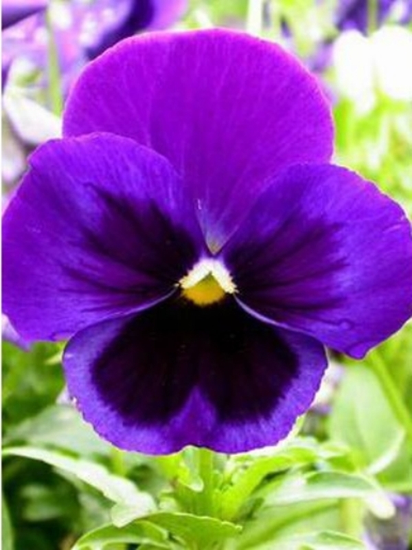 Hạt giống hoa Păng xê tím