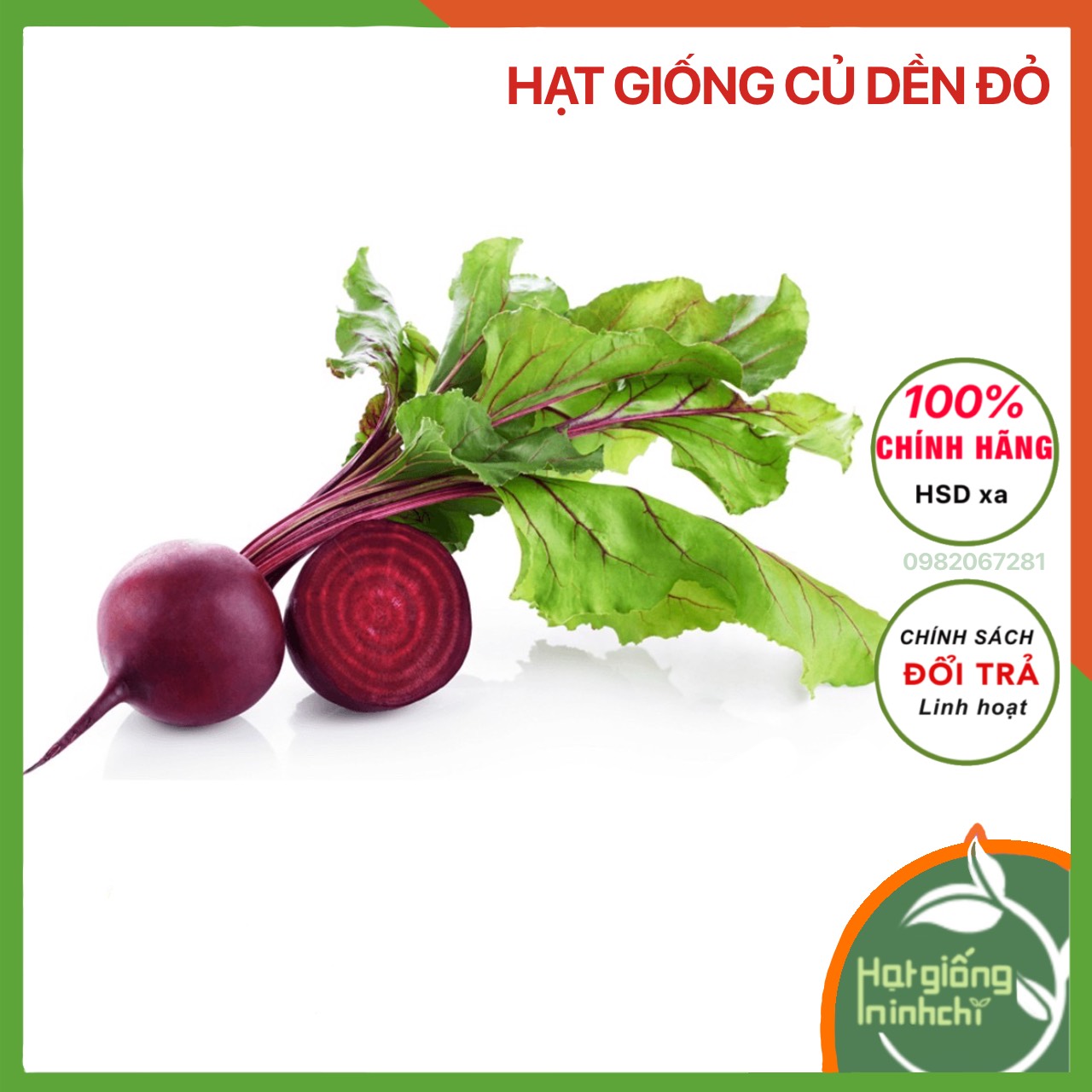 Hạt giống củ dền F1, dễ chăm sóc, kháng bệnh tốt, Rau củ quả trồng sân thượng, ban công, thùng xốp
