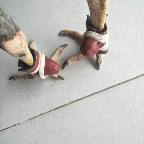 Bịt cựa da STAR X5 ( 4 cái )  thái làn cho gà nòi - gà đòn