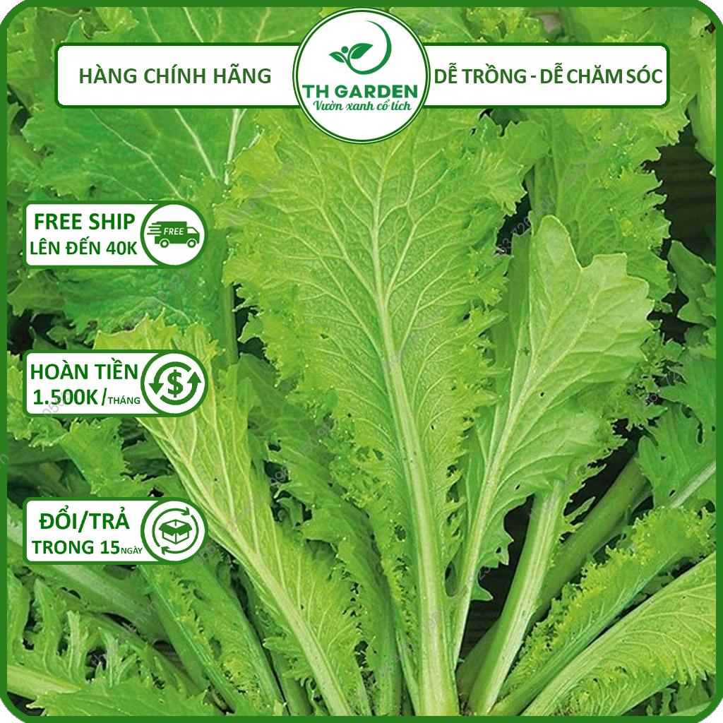 Hạt Giống Cải Canh Hồng Kông - Hạt Giống Cao Sản, Dễ Trồng Dễ Chăm Sóc, Thơm Ngon, Năng Suất Cao, Giàu Dinh Dưỡng