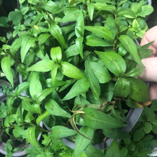 hạt giống rau răm f1