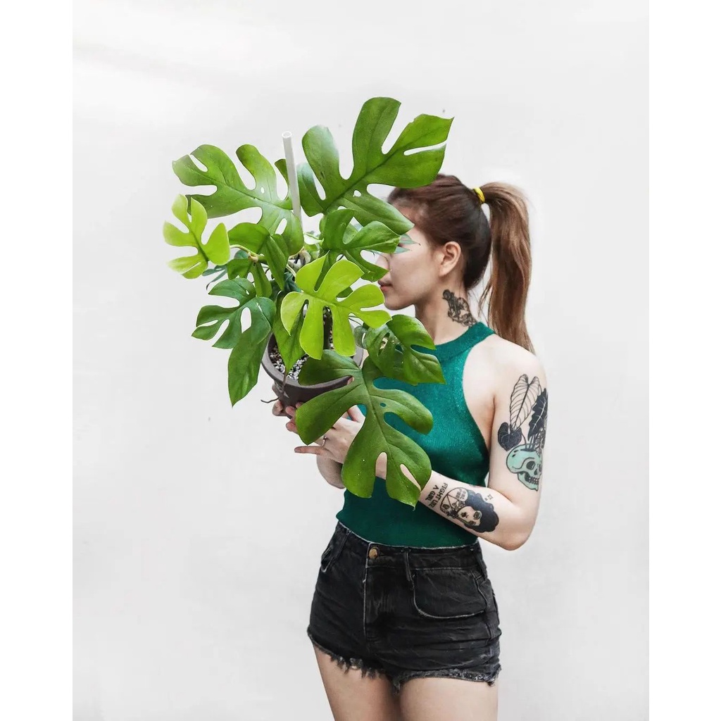 - Mini Monstera Rhaphidophora Tetrasperma - Trầu bà leo Rhaphidophora Tetrasperma - Trầu bà Minimons