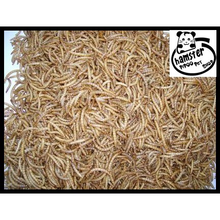 Sâu gạo giá sỉ 1kg