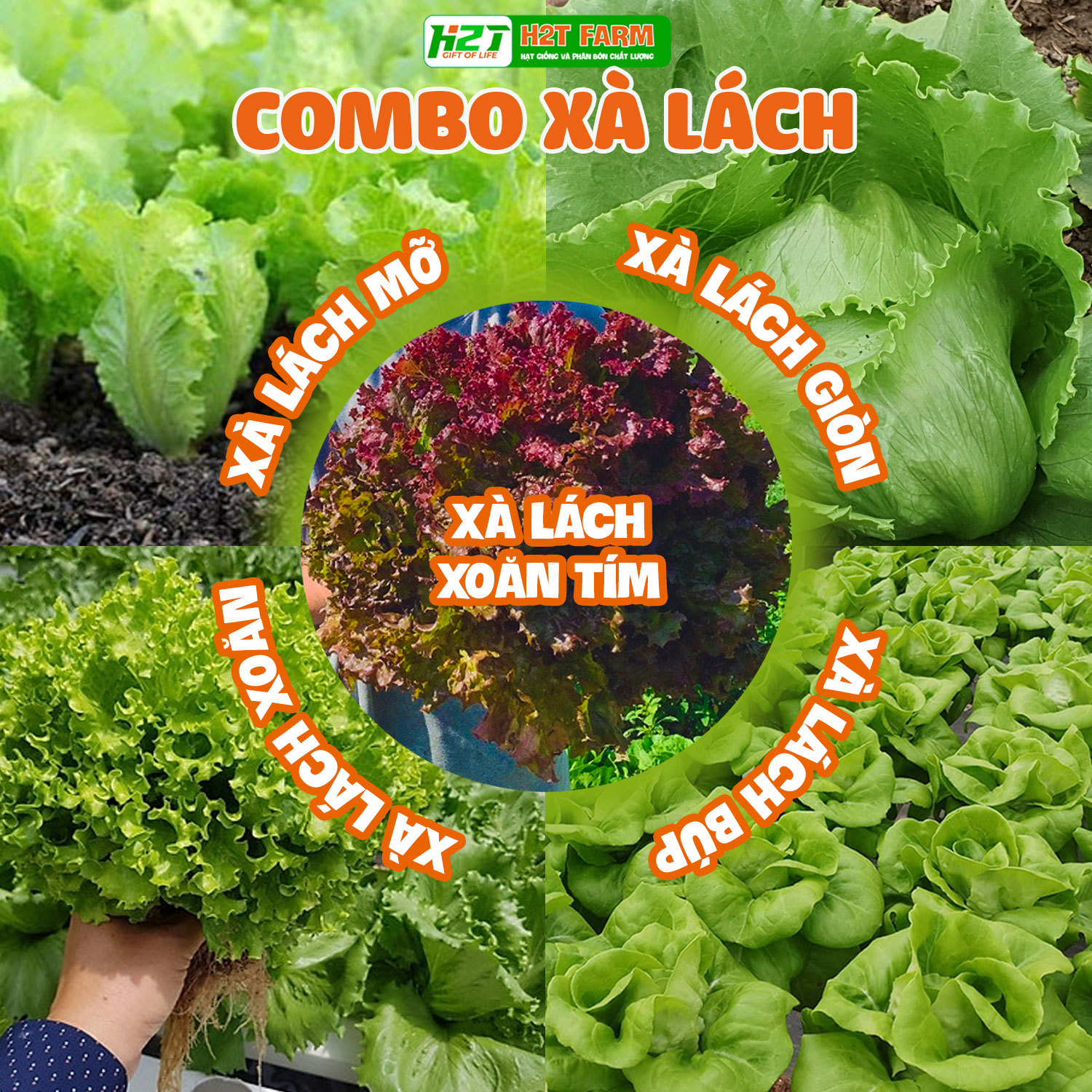 Combo hạt giống 5 bịch hạt giống rau cải và xà lách: xà lách giòn, xà lách mỡ, xà lách búp, xà lách xoăn xanh, xà lách xoăn tím, ăn lá, dễ trồng, chịu nhiệt - h2t farm