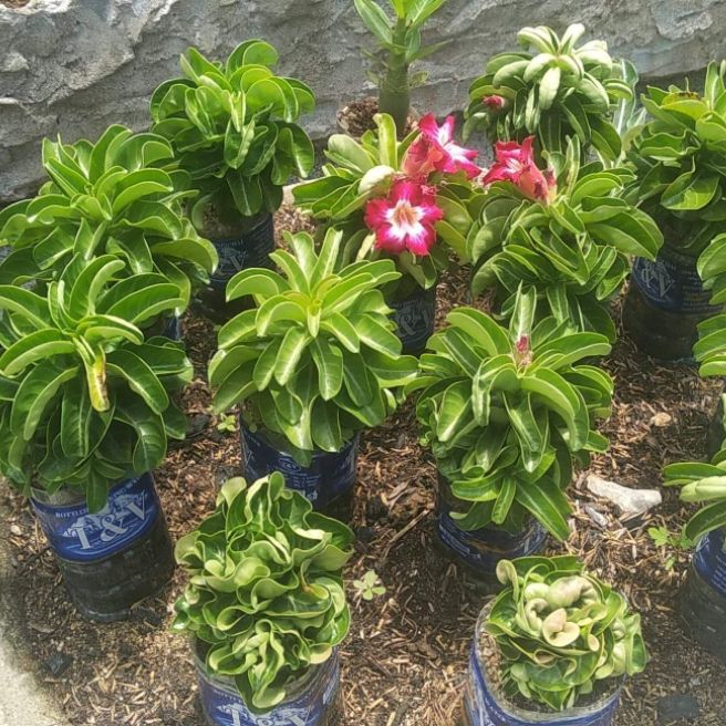 Gói 10 hạt sứ thái nhập khẩu DHA lá xoắn.