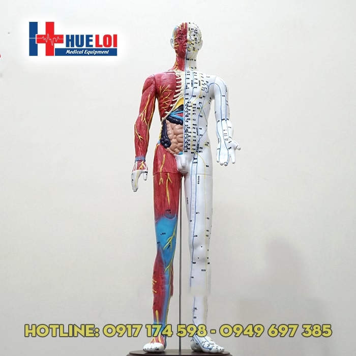 Mô hình huyệt vị người 65cm