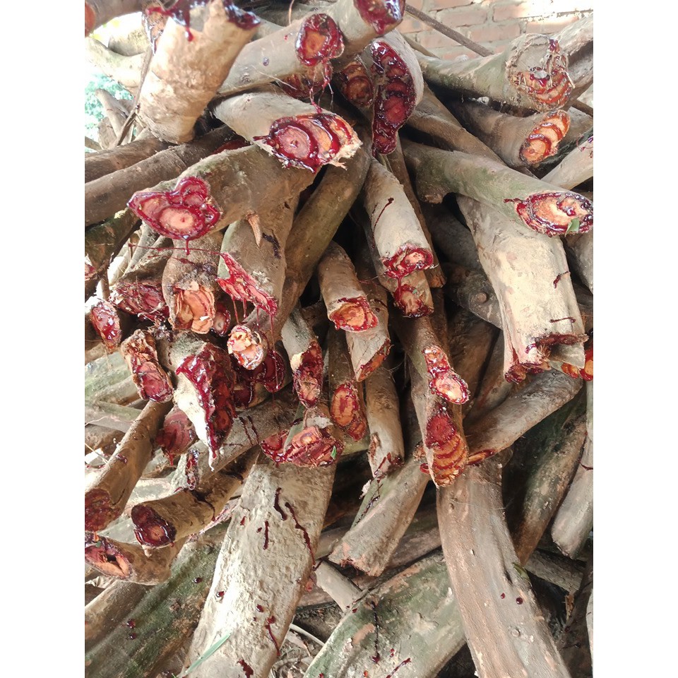 Cây huyết đằng cây bổ máu khô 1kg