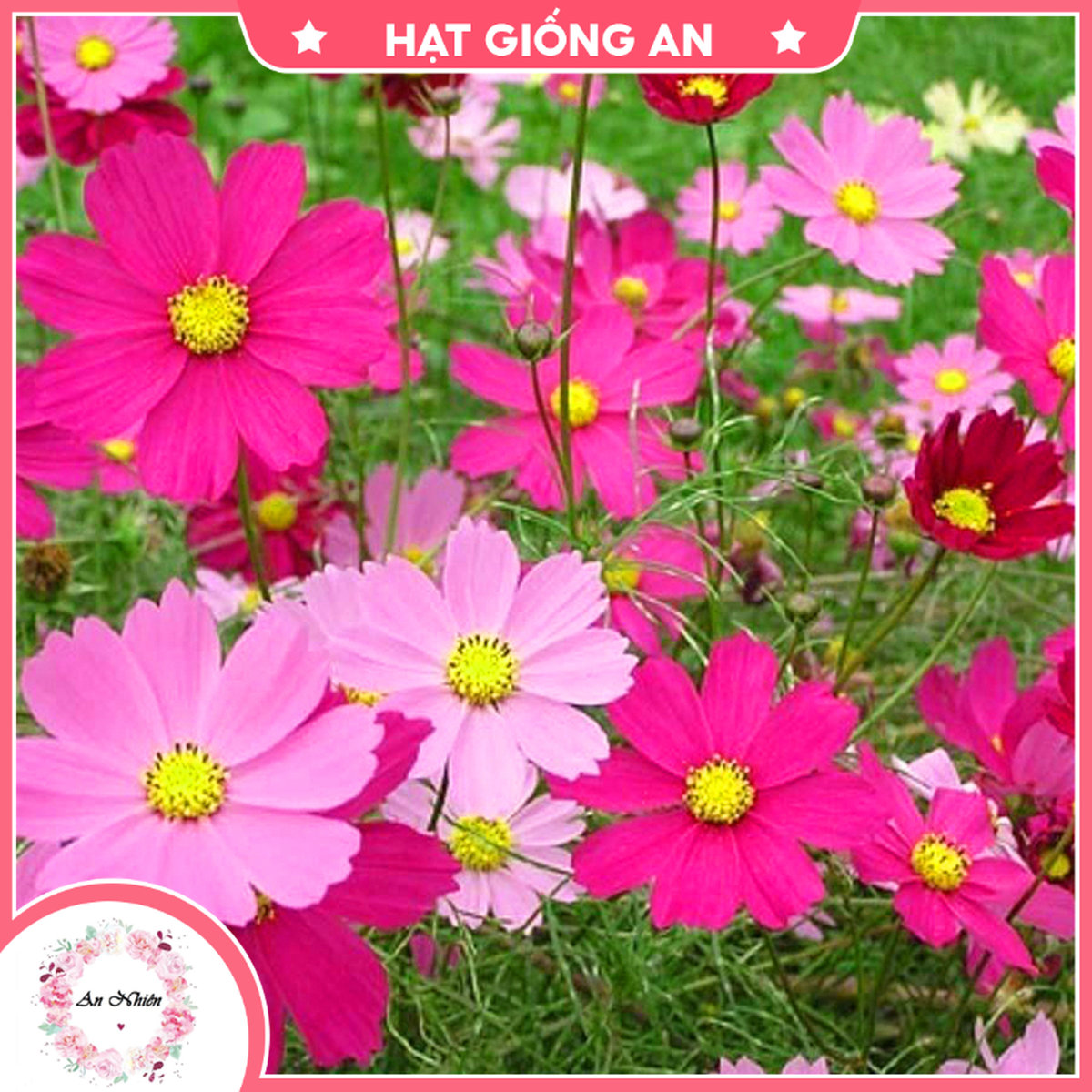 Hạt giống hoa sao nhái - hat giong an