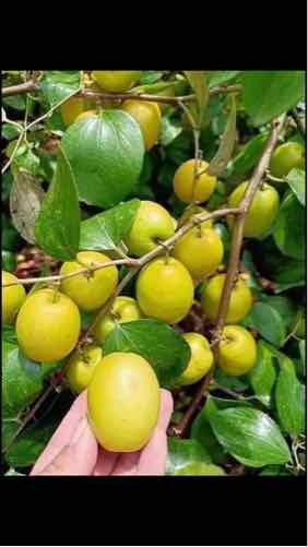 cây giống táo gia lộc