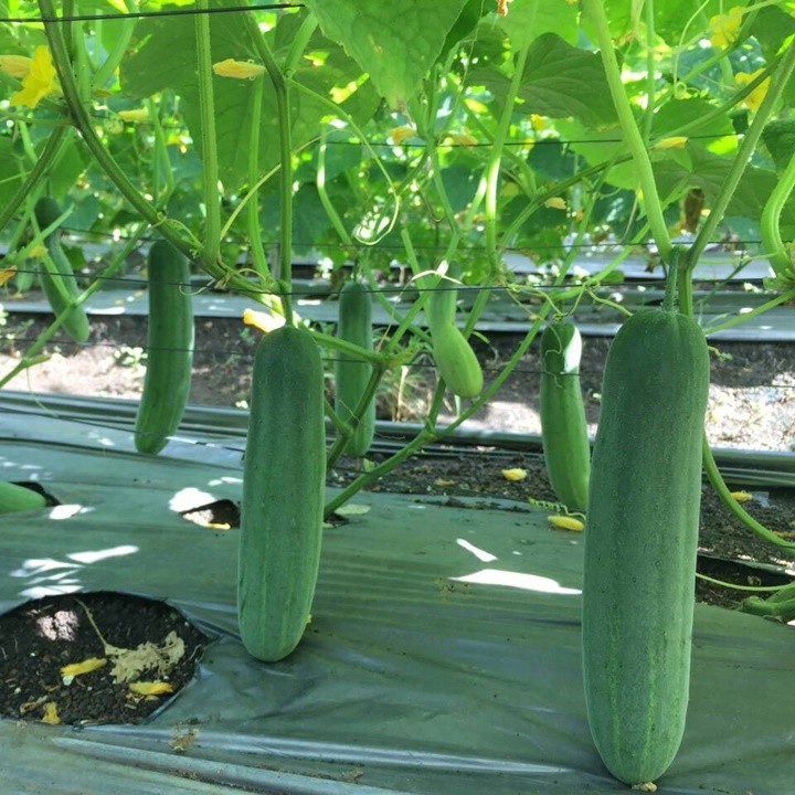 Hạt Dưa Leo F1 Trái Dài Ruột Ít - Gói 1 Gram