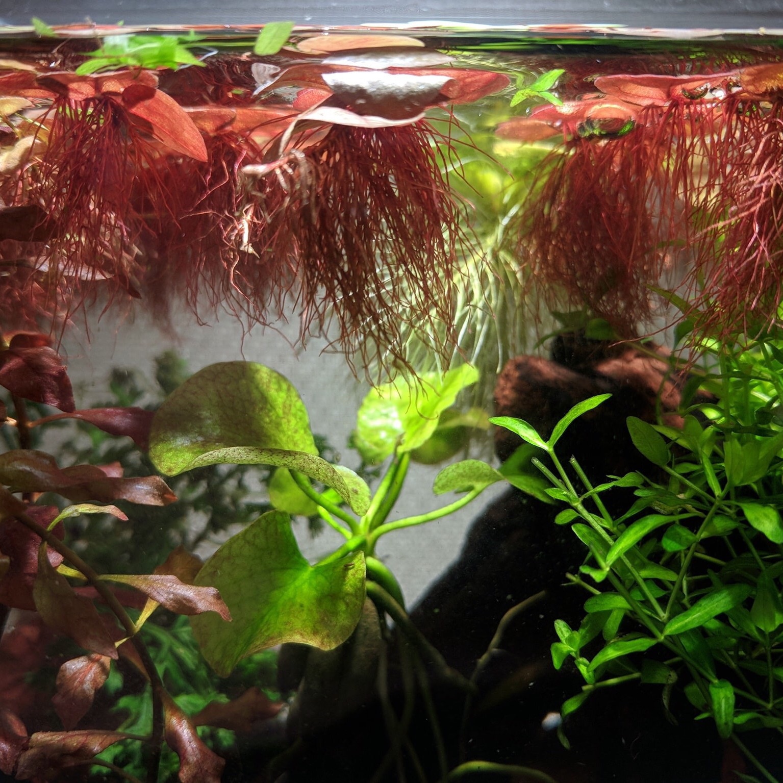 Combo 50 cây bèo rễ đỏ