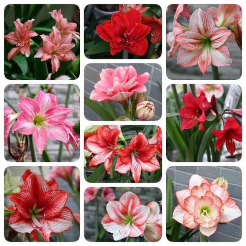 Khu Vườn Củ Hoa Huệ Tây size nhỏ củ xinh xinh Đẹp .