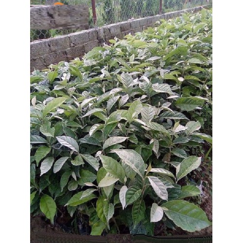 Com Bo 2 Cây giống nhót ngọt. Cây giống mới chuẩn ra quả sớm cho năng suất cao