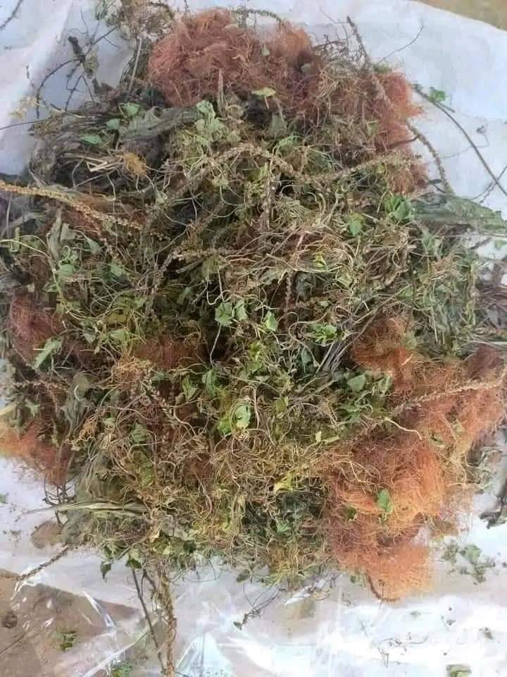 Rau má- râu ngô- mã đề khô
