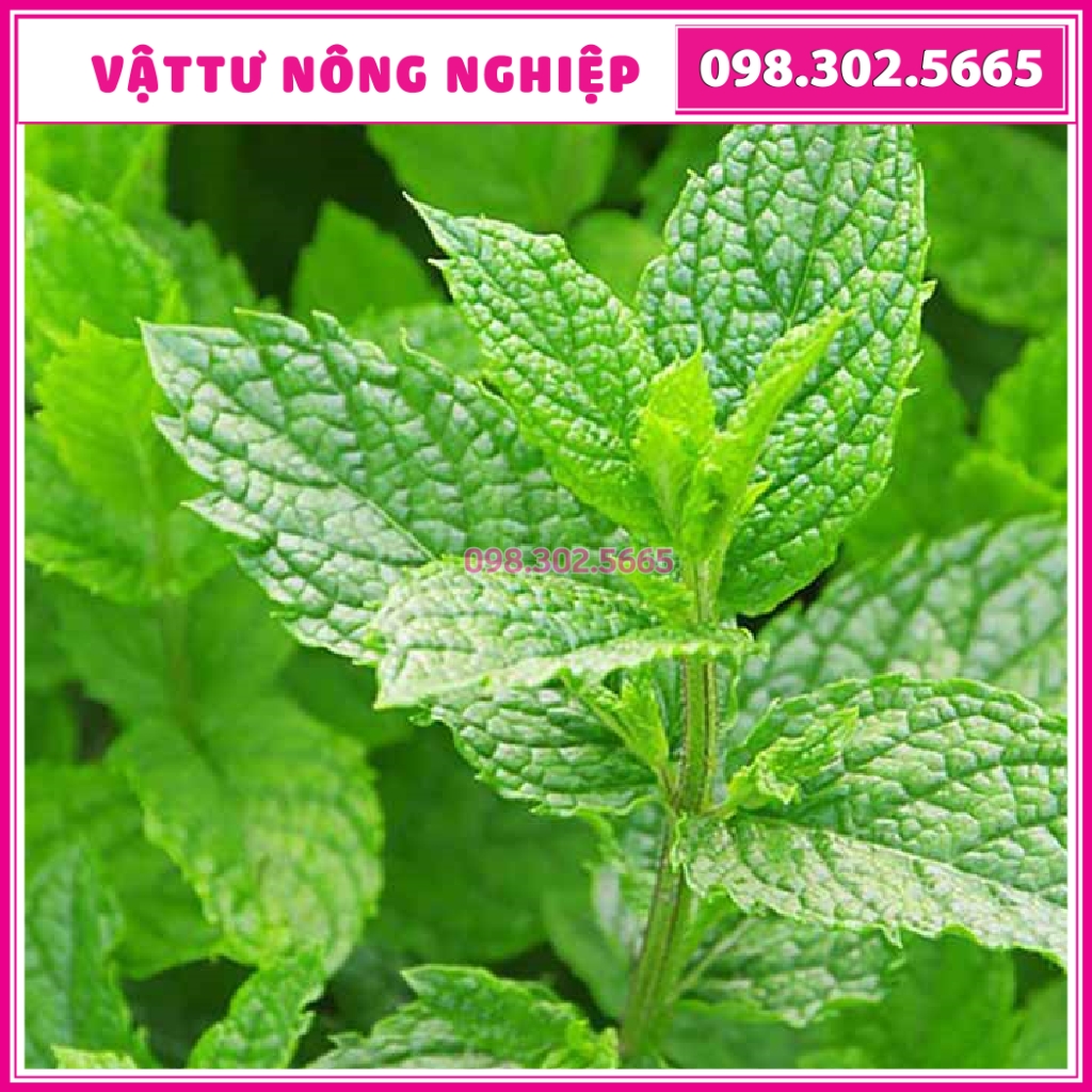 Hạt giống bạc hà tây - gói 0,1g