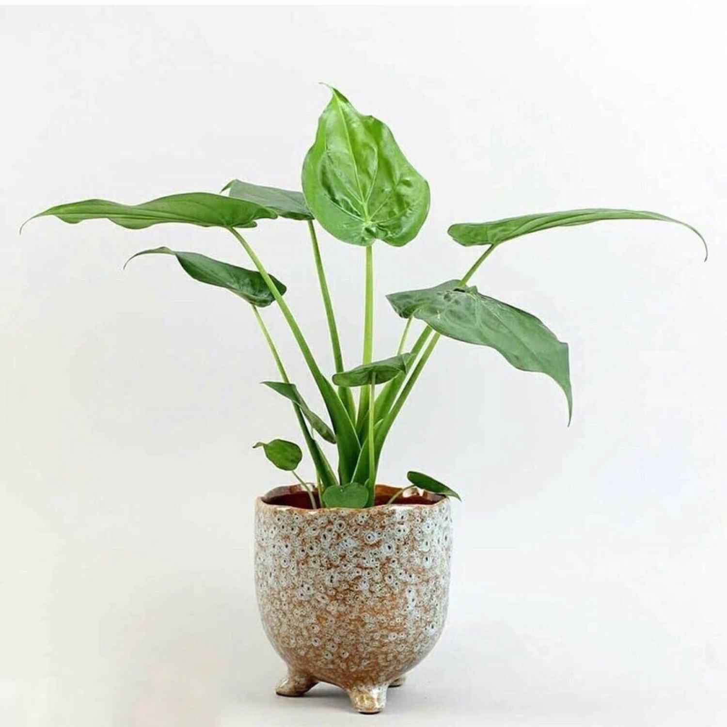 Cây môn tai phật đuổi muỗi hiệu quả